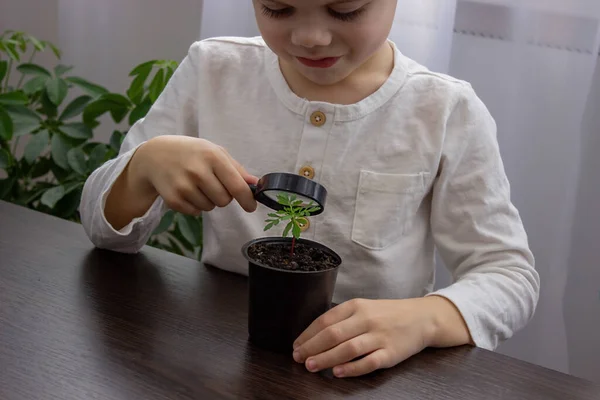 stock image a boy looks at a flower in a pot through a magnifying glass. Selective focus