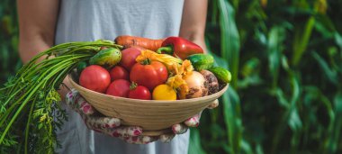 Farmer woman harvests vegetables in the garden. Selective focus. Food.