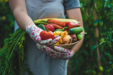 Farmer woman harvests vegetables in the garden. Selective focus. Food.