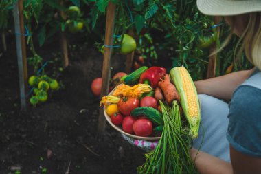 Farmer woman harvests vegetables in the garden. Selective focus. Food.