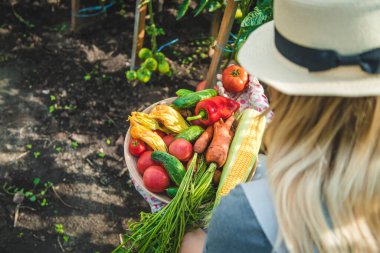 Farmer woman harvests vegetables in the garden. Selective focus. Food.