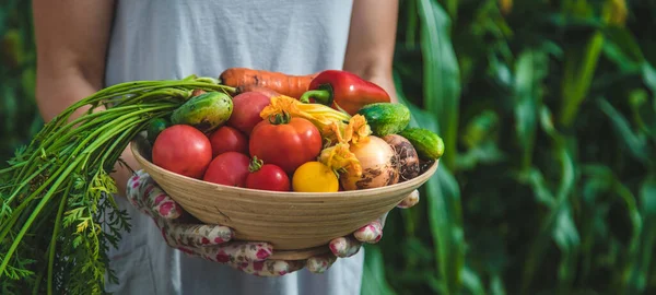 Farmer woman harvests vegetables in the garden. Selective focus. Food.