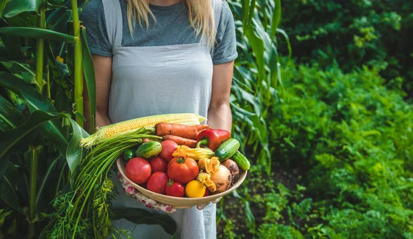 Farmer Woman Harvests Vegetables Garden Selective Focus Food — Stok fotoğraf