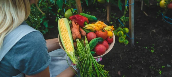 Farmer Woman Harvests Vegetables Garden Selective Focus Food — Stock Fotó