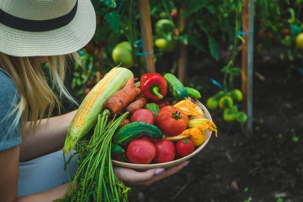 Farmer woman harvests vegetables in the garden. Selective focus. Food.