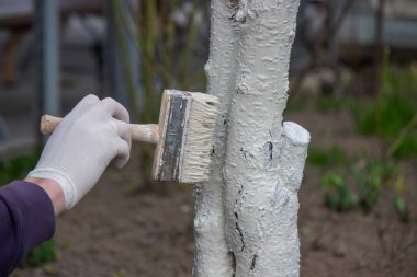 Erkek bir çiftçi ağaç gövdesini haşerelere karşı koruyucu beyaz boya ile kaplar. Seçici odak