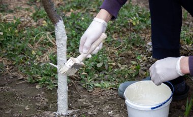 Erkek bir çiftçi ağaç gövdesini haşerelere karşı koruyucu beyaz boya ile kaplar. Seçici odak