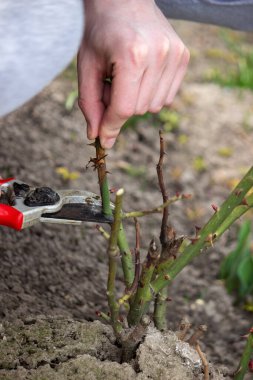 Bir el secateurs tutar ve bir gül dalını keser. Seçici odak