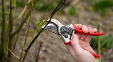 Bir el secateurs tutar ve bir gül dalını keser. Seçici odak