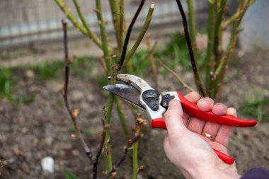 Bir el secateurs tutar ve bir gül dalını keser. Seçici odak