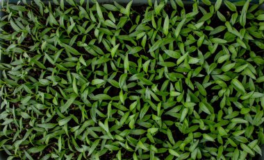 Pencere kenarındaki tepside biber tohumları, tohum yetiştirme, yakın plan. Seçici odak