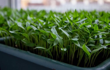Pencere kenarındaki tepside biber tohumları, tohum yetiştirme, yakın plan. Seçici odak