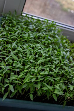 Pencere kenarındaki tepside biber tohumları, tohum yetiştirme, yakın plan. Seçici odak