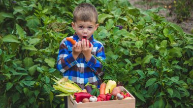 Bahçesinde bir kutu sebzeli çocuk. Seçici odak