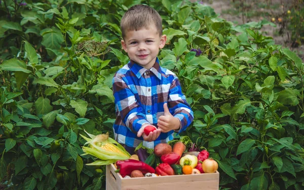 Chlapec Krabicí Zeleniny Zahradě Selektivní Zaměření — Stock fotografie