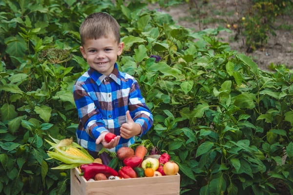 Chlapec Krabicí Zeleniny Zahradě Selektivní Zaměření — Stock fotografie