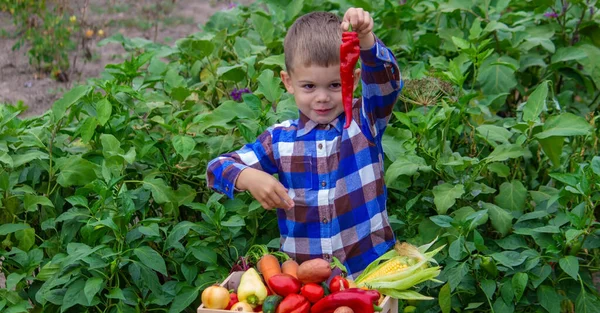 花园里有一盒蔬菜的男孩 有选择的重点 — 图库照片