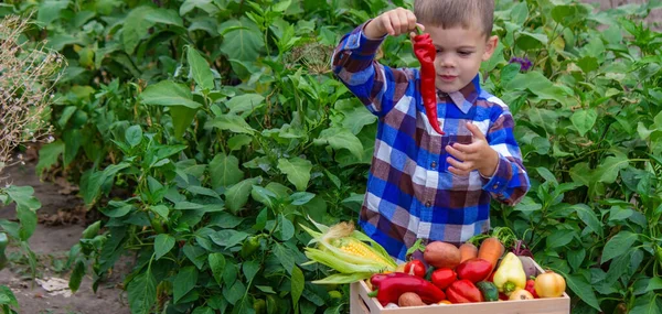 Хлопчик Коробкою Овочами Саду Вибірковий Фокус — стокове фото