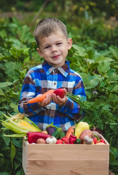 Bahçesinde Bir Kutu Sebzeli Çocuk Seçici Odak — Stok fotoğraf