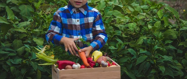 Chico Con Una Caja Verduras Jardín Enfoque Selectivo —  Fotos de Stock
