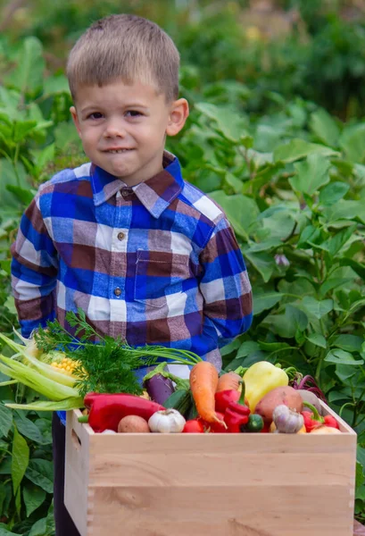 Bahçesinde Bir Kutu Sebzeli Çocuk Seçici Odak — Stok fotoğraf