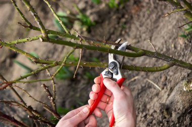 Bir çiftçi bir gül çalısının kuru dallarını keser. Seçici odak