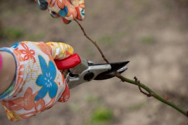 Bir çiftçi bir gül çalısının kuru dallarını keser. Seçici odak