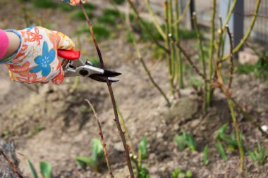 Bir çiftçi bir gül çalısının kuru dallarını keser. Seçici odak