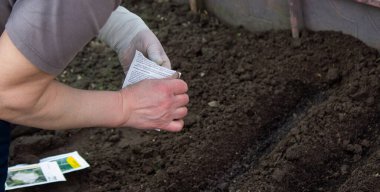 Lahana eken bir çiftçinin eline yakın plan. Seçici odak