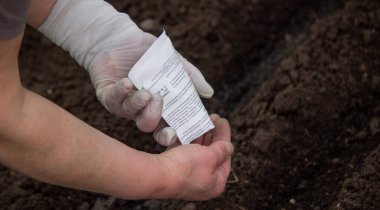 Lahana eken bir çiftçinin eline yakın plan. Seçici odak