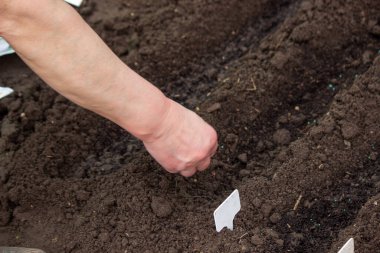 Lahana eken bir çiftçinin eline yakın plan. Seçici odak