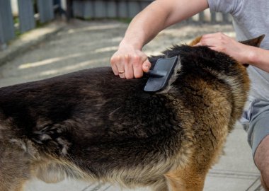 Bir adam bir köpeğin kürkünü fırçayla tarar. Seçici odak