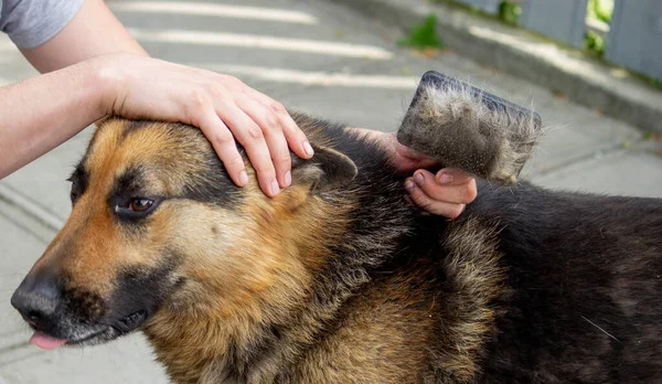 男は犬の毛皮をブラシで組み合わせる 選択的焦点 — ストック写真
