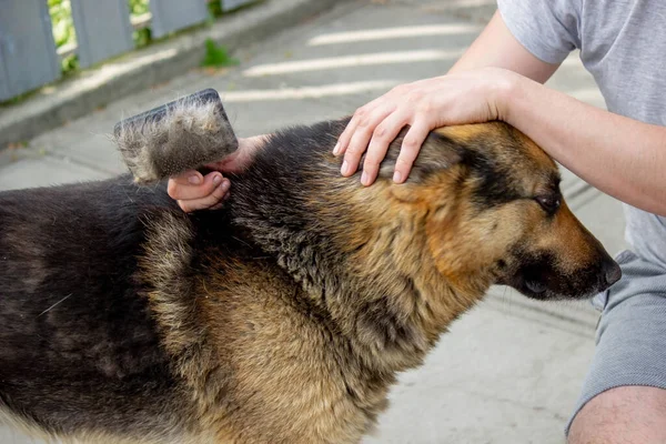 Man Combs Dog Fur Brush Selective Focus — Stock Photo, Image
