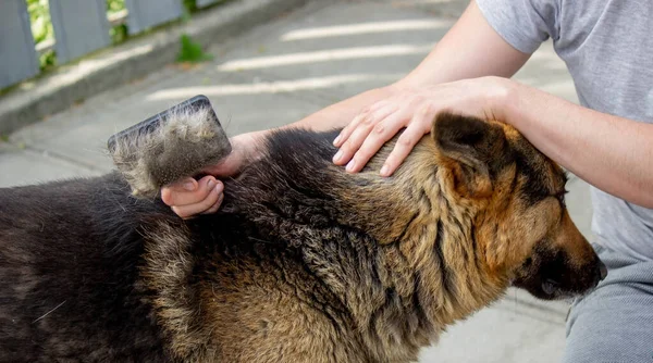 Man Combs Dog Fur Brush Selective Focus — Stock Photo, Image