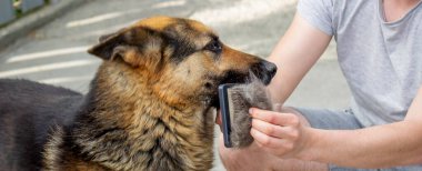 Bir adam bir köpeğin kürkünü fırçayla tarar. Seçici odak