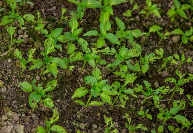 Biber tohumları böcekler tarafından yenir. Seçici odak