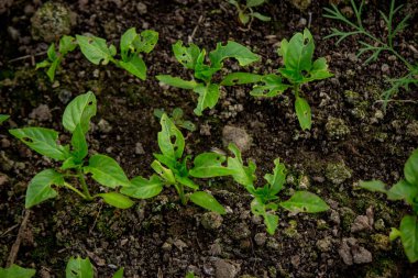 Biber tohumları böcekler tarafından yenir. Seçici odak