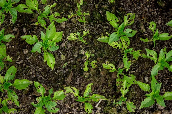 Pepper Seedlings Eaten Bugs Selective Focus — Stock Photo, Image