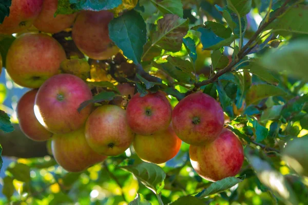 stock image Autumn day. Village garden. Ripe red apples on a tree and in a box are in the frame. selective focus