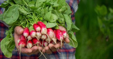 Bir çiftçinin elinde yeni toplanmış bir avuç turpun yakın çekimi. seçici odak