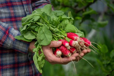 Bir çiftçinin elinde yeni toplanmış bir avuç turpun yakın çekimi. seçici odak