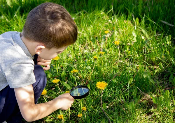 Chłopiec Patrzy Kwiat Przez Lupę Ukierunkowanie Selektywne — Zdjęcie stockowe