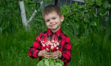 Oğlanın elinde taze koparılmış turplar var. seçici odak