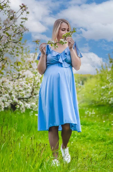 Stock image Pregnant woman in the garden of flowering apple trees. Selective focus. Nature.