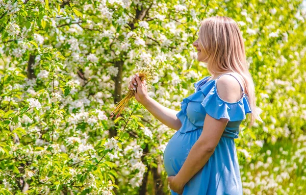 Wanita Hamil Dengan Bunga Dandelion Kebun Fokus Selektif Alam — Stok Foto