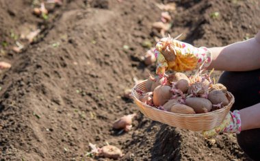 Toprağa patates yumrusu ekiyorum. Bahçe mevsimi için erken bahar hazırlığı. Seçici odak