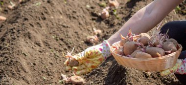Toprağa patates yumrusu ekiyorum. Bahçe mevsimi için erken bahar hazırlığı. Seçici odak