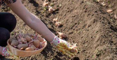 Toprağa patates yumrusu ekiyorum. Bahçe mevsimi için erken bahar hazırlığı. Seçici odak