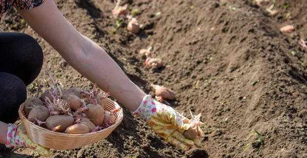 Toprağa patates yumrusu ekiyorum. Bahçe mevsimi için erken bahar hazırlığı. Seçici odak